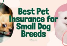 Best Pet Insurance for Small Dog Breeds
